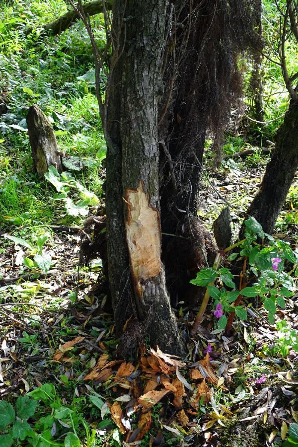Beekse Brink Panzió Loerbeek Kültér fotó