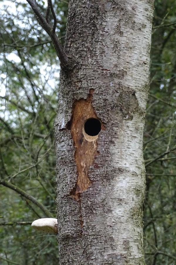 Beekse Brink Panzió Loerbeek Kültér fotó